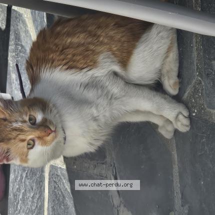 Photo 1/1 Found cat Found in Lannion