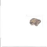 Picture of cat lost at Chatenois Les Forges