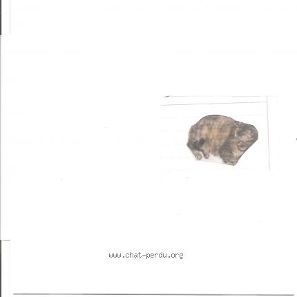 Photo 1/1 virgule Chat lost in Chatenois les forges