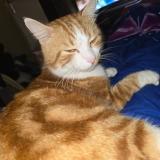 Picture of cat lost at Dompierre Sur Charente