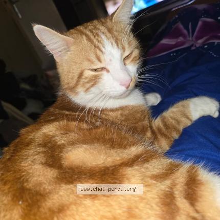 Photo 1/1 Georges Chat lost in Dompierre sur charente