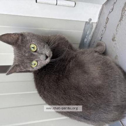 Photo 1/1 Found cat Found in Wattrelos