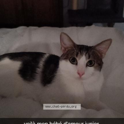 Photo 1/1 Junior Chat lost in Bourg les valence