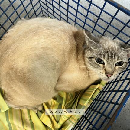 Photo 1/1 Found cat Found in Roubaix