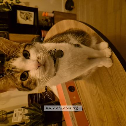 Photo 1/1 Kurama Chat lost in Saint jean de boiseau