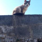 Picture of cat found at Le Cateau Cambresis
