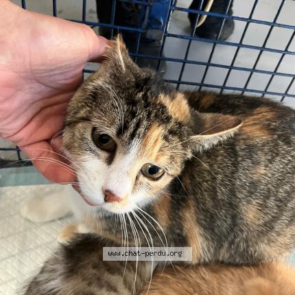 Photo 1/1 Found cat Found in Tourcoing