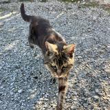 Picture of cat found at Jouarre