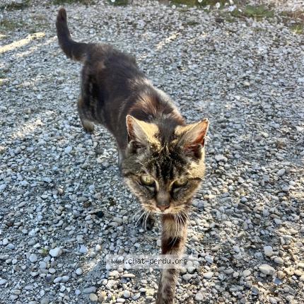 Photo 1/1 Found cat Found in Jouarre