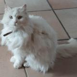 Picture of cat lost at Saint Symphorien De Lay