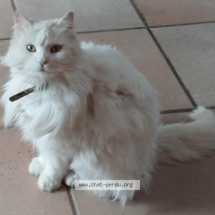 Photo 1/1 Zouzou Chat lost in Saint symphorien de lay