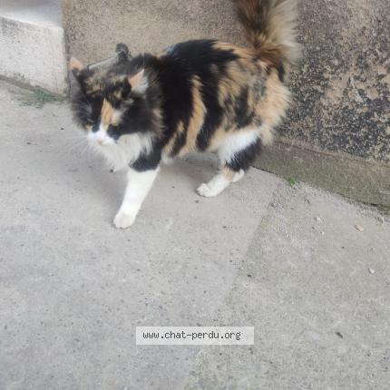 Photo 1/1 Found cat Found in Marseille