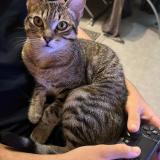 Picture of cat lost at Morangis