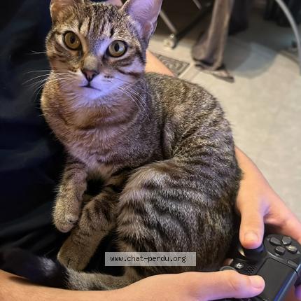 Photo 1/1 Alma Chat lost in Morangis