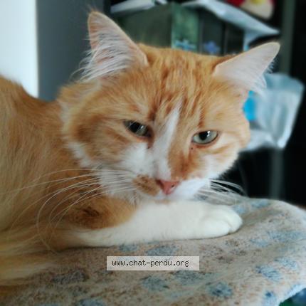 Photo 1/1 Chumni Chat lost in Lyon