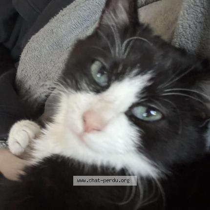 Foto 1/1 Kat teruggevonden Vermist in Ans