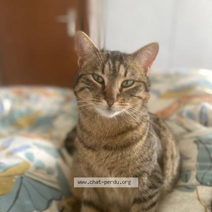 Photo 1/1 Arlette Chat lost in Begnins