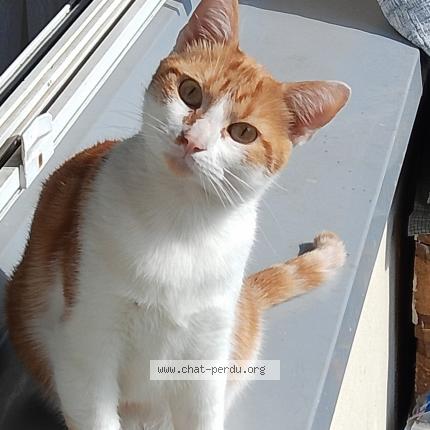 Photo 1/1 Roucky Chat lost in Clamart