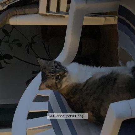 Photo 1/1 Chiara Chat lost in Aytre