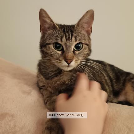 Photo 1/1 Tigrette Chat lost in Paris