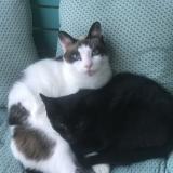 Picture of cat lost at Romans