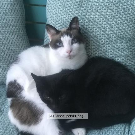 Photo 1/1 Chalimar Chat lost in Romans