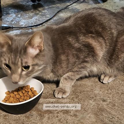 Foto van gevonden kat in Ixelles
