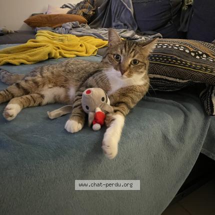 Photo 1/1 Tika Chat lost in Limony