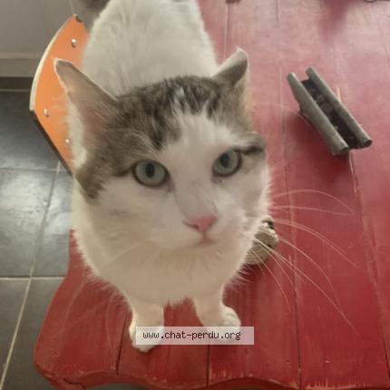 Photo 1/1 Bouboule Chat lost in Aigues vives