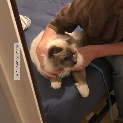 Photo 1/1 Found cat Found in Saint dolay