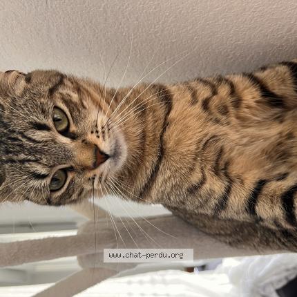 Photo 1/1 Stella Chat lost in 31555 toulouse