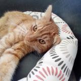 Picture of cat lost at Cherves Richemont