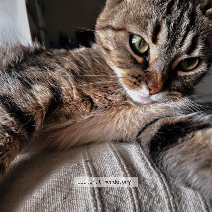 Photo 1/1 Tia Chat lost in Rantigny