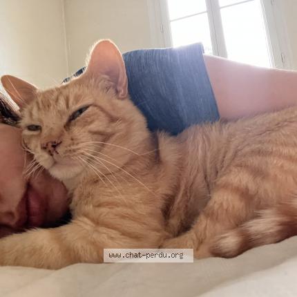 Photo 1/1 Abel Chat lost in Lyon