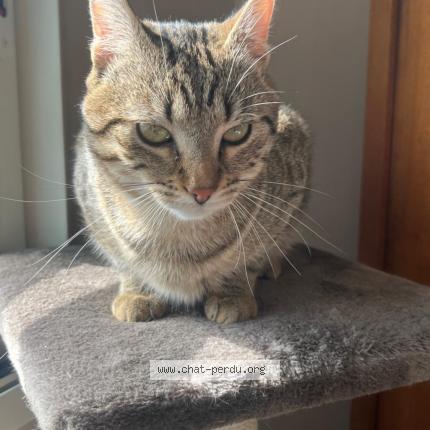 Photo 1/1 Manille Chat lost in La trugalle