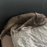 Picture of cat lost at Trets