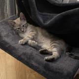 Picture of cat lost at Saint Paul Cap De Joux