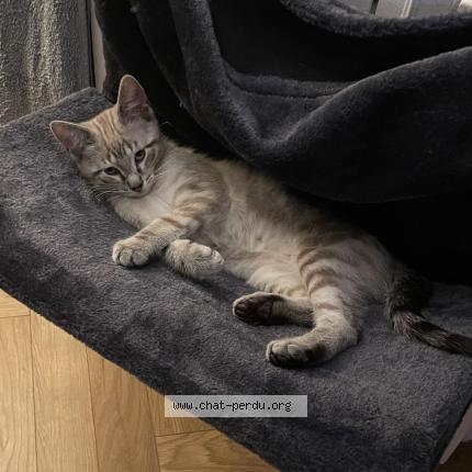 Photo 1/1 Cat reunited Lost in Saint paul cap de joux