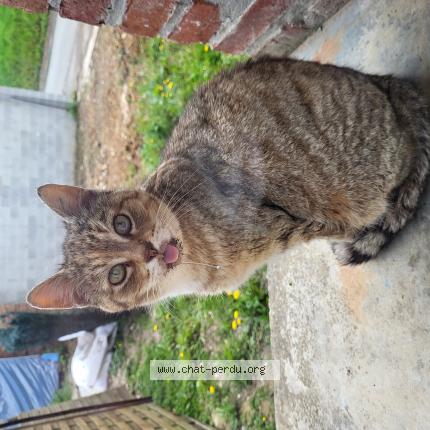 Photo 1/1 Mimi Chat lost in Louvencourt