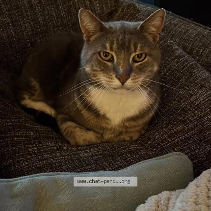 Photo 1/1 Mozart Chat lost in Embourg