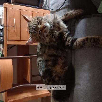 Photo 1/1 Mimiche Chat lost in Auffay