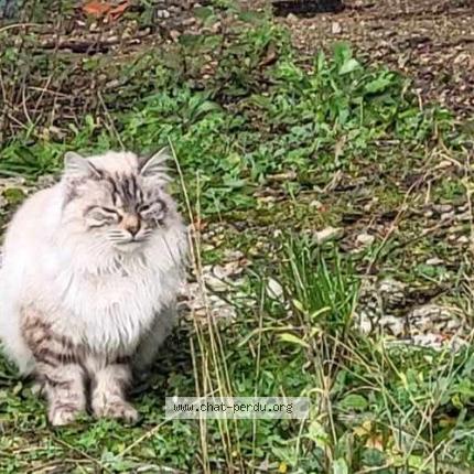 Photo 1/1 Found cat Found in Vars