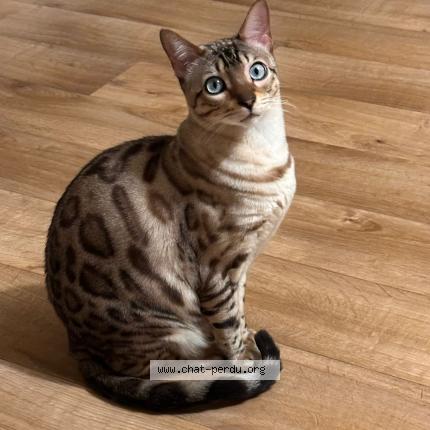 Photo 1/1 Caramel Chat lost in Vernouillet