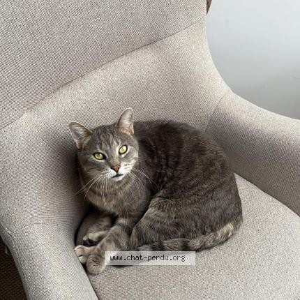Foto 1/2 Kat teruggevonden Vermist in Dilbeek
