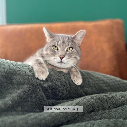Foto 2/2 Kat teruggevonden Vermist in Dilbeek