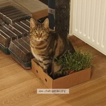 Foto 1/1 Kat teruggevonden Vermist in Saint Servais