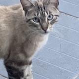 Picture of cat lost at Beynost