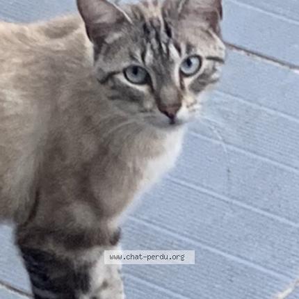 Photo 1/2 Wallace Chat lost in Beynost