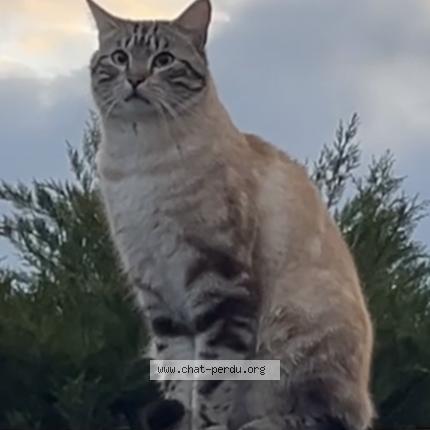 Photo 2/2 Wallace Chat lost in Beynost