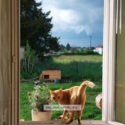 Photo 1/1 Tigrou Chat lost in Ennordres